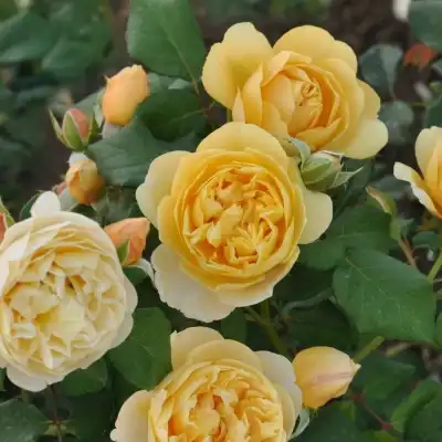 Galben deschis - trandafir pentru straturi Floribunda